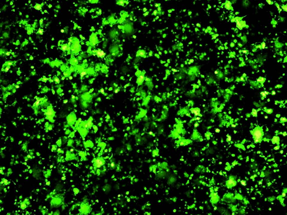 3T3-L1 Mouse Preadipocytes - In Adherence - Transfection Efficiency 70 per cent